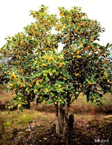 種桂花禁忌|種桂花樹禁忌以及養殖的常見問題